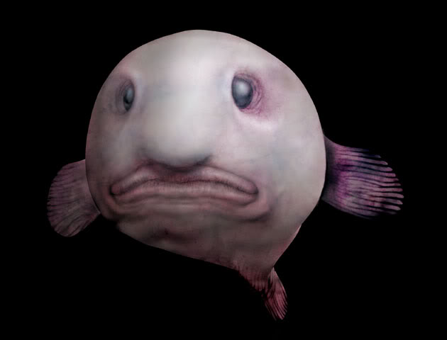 The Blobfish Isn't Really That Ugly